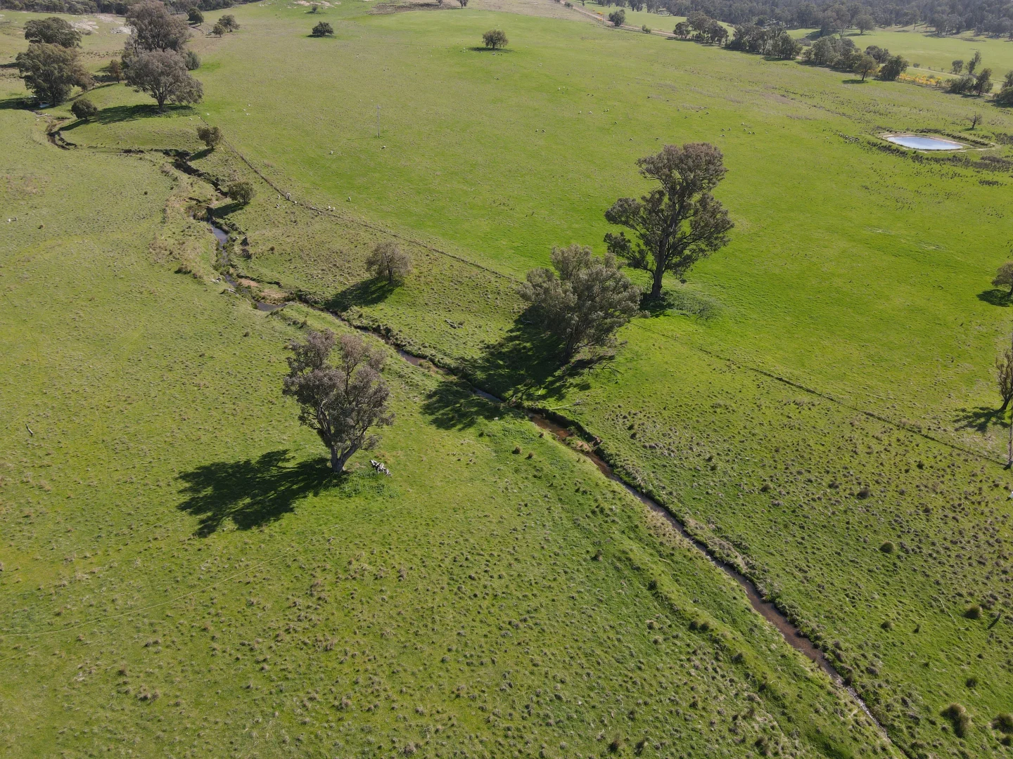 Additional image 38 of "Glenroy" 165 Bald Hills Road, Grenfell NSW 2810