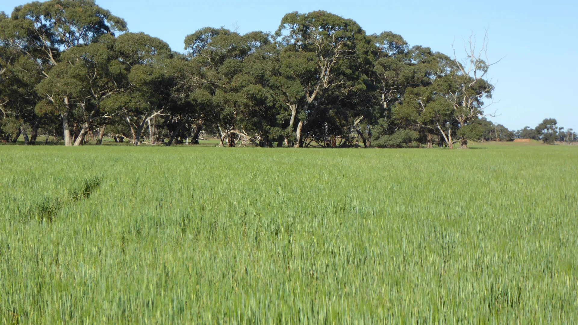 Additional image 5 of 10050 Ngarkat Highway, Bordertown SA 5268