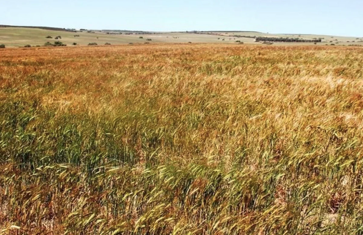 Additional image 8 of Contact Agent, Warradarge WA 6518