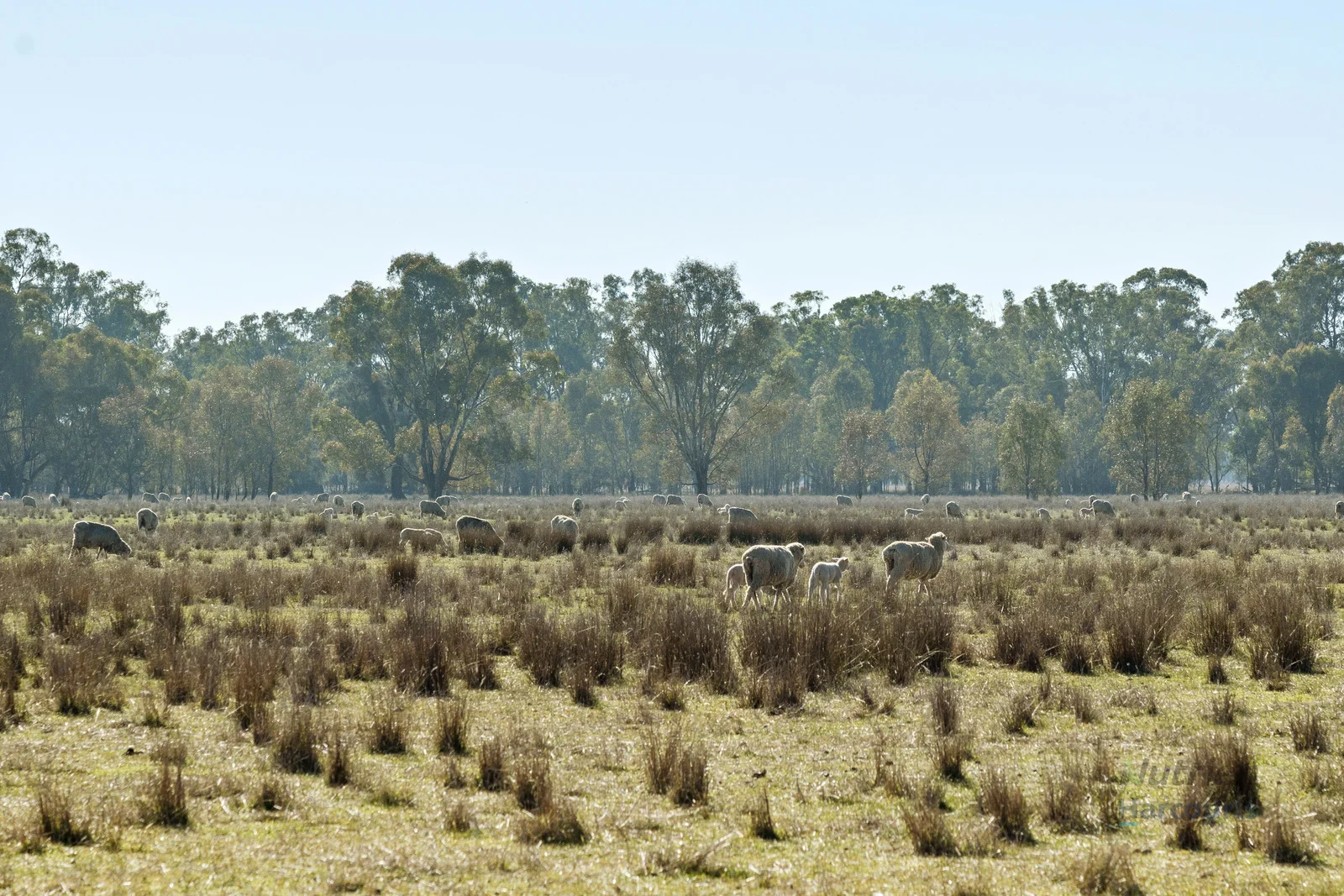 Additional image 12 of CA 64 Cullens Road, Molka VIC 3666