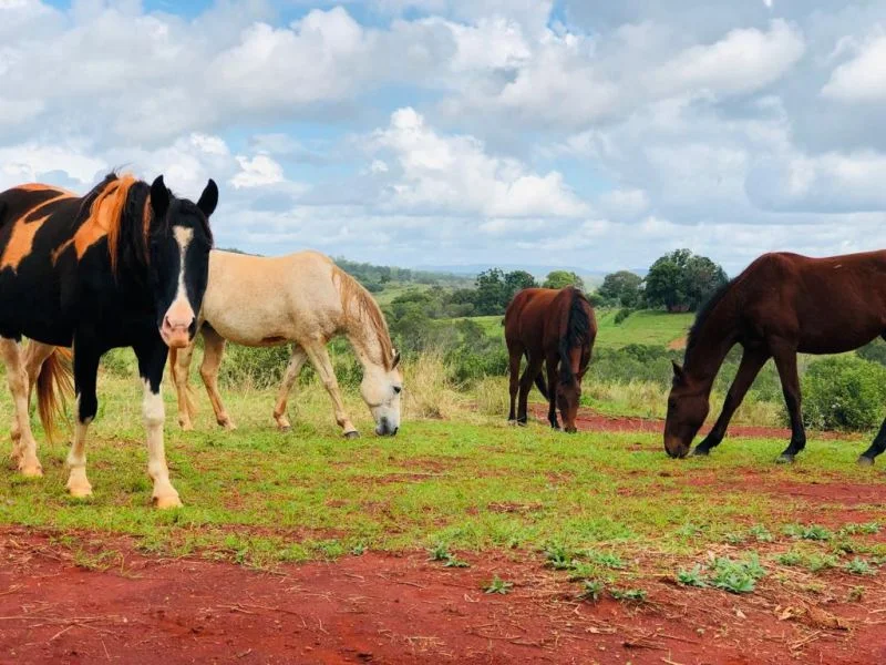 Additional image 6 of 28941 Bruce Highway, Childers QLD 4660