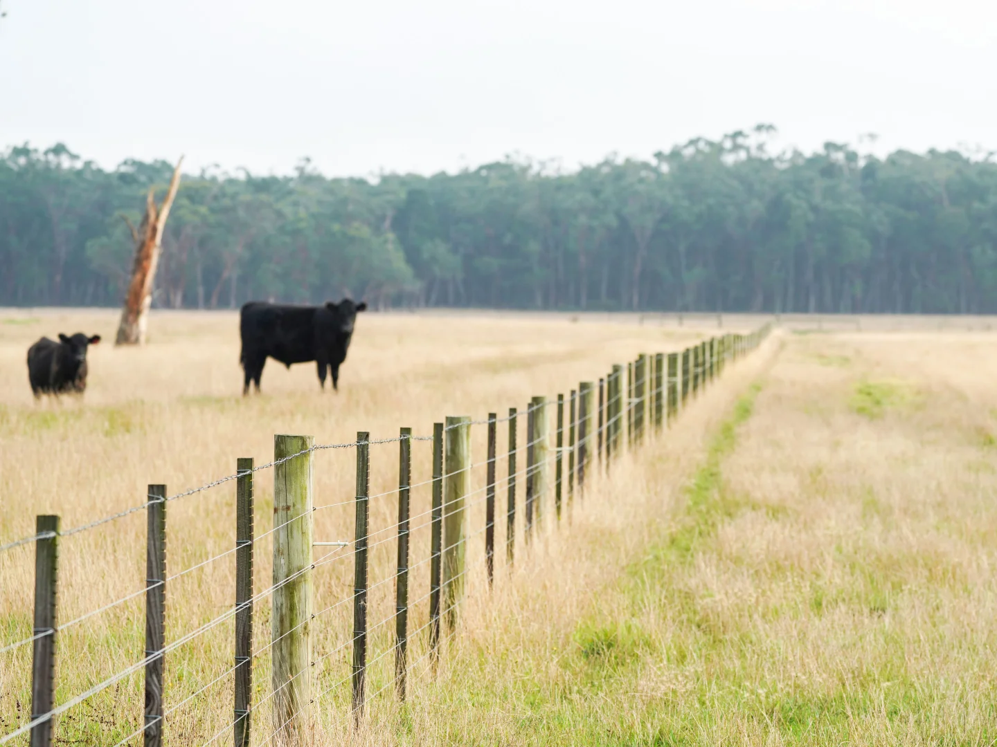 Additional image 3 of 61 Kennys Lane, Gorae West VIC 3305