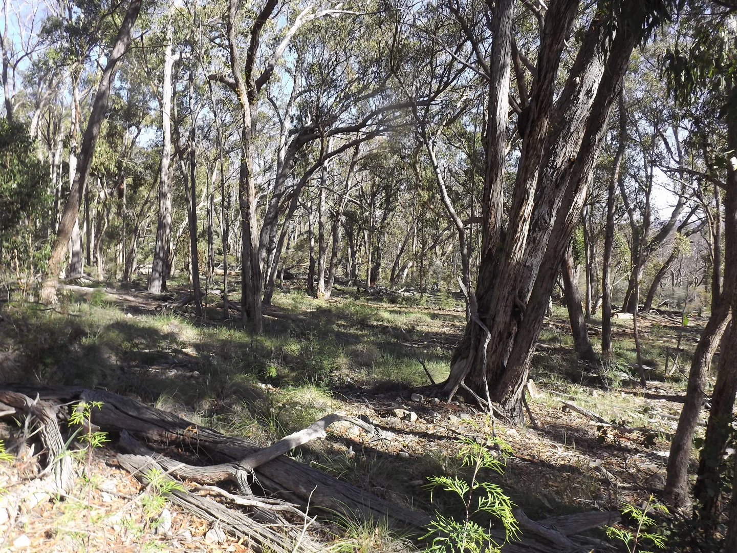 Additional image 6 of 1527 New England Highway, Dundee NSW 2370