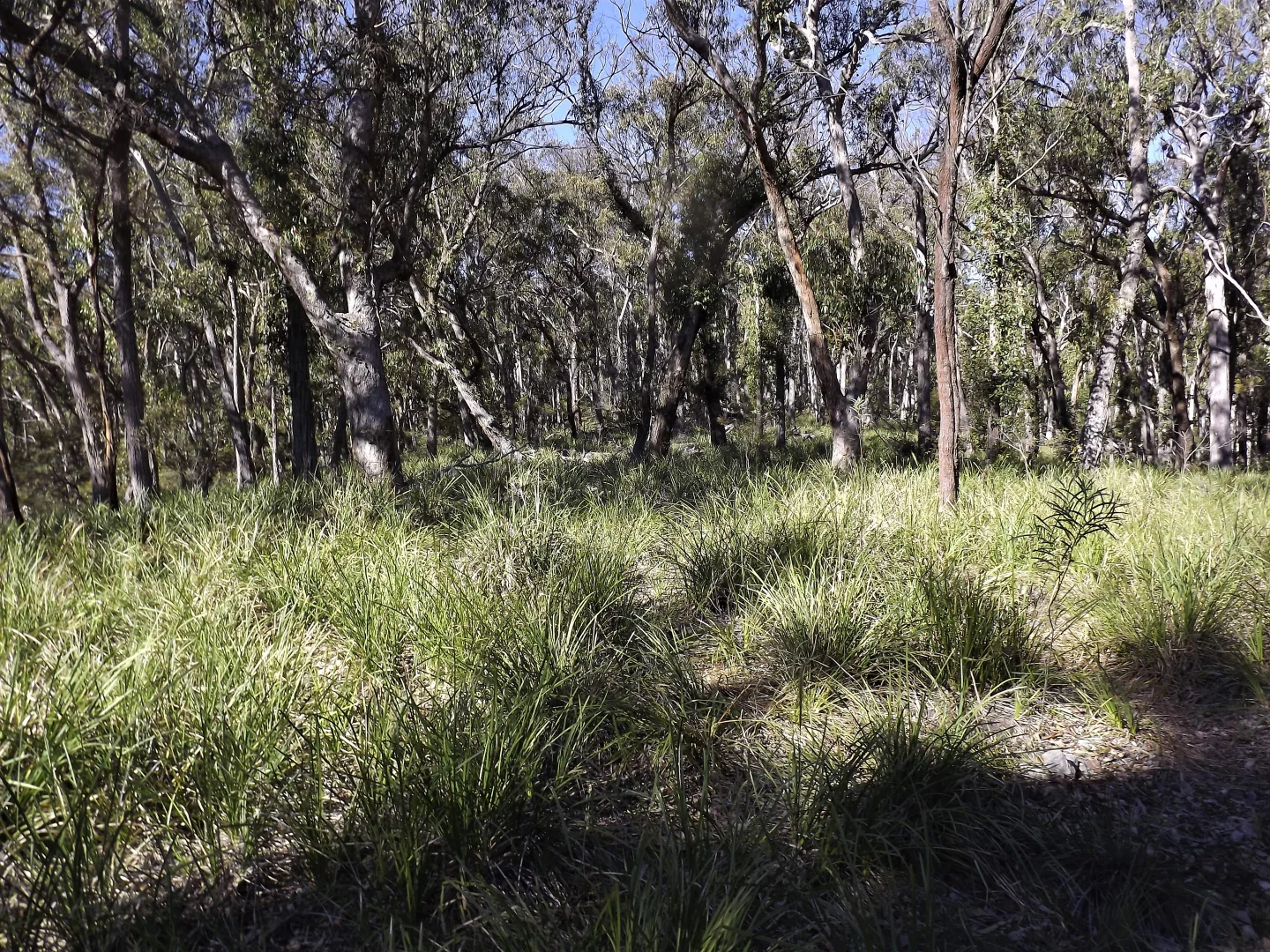 Additional image 2 of 1527 New England Highway, Dundee NSW 2370