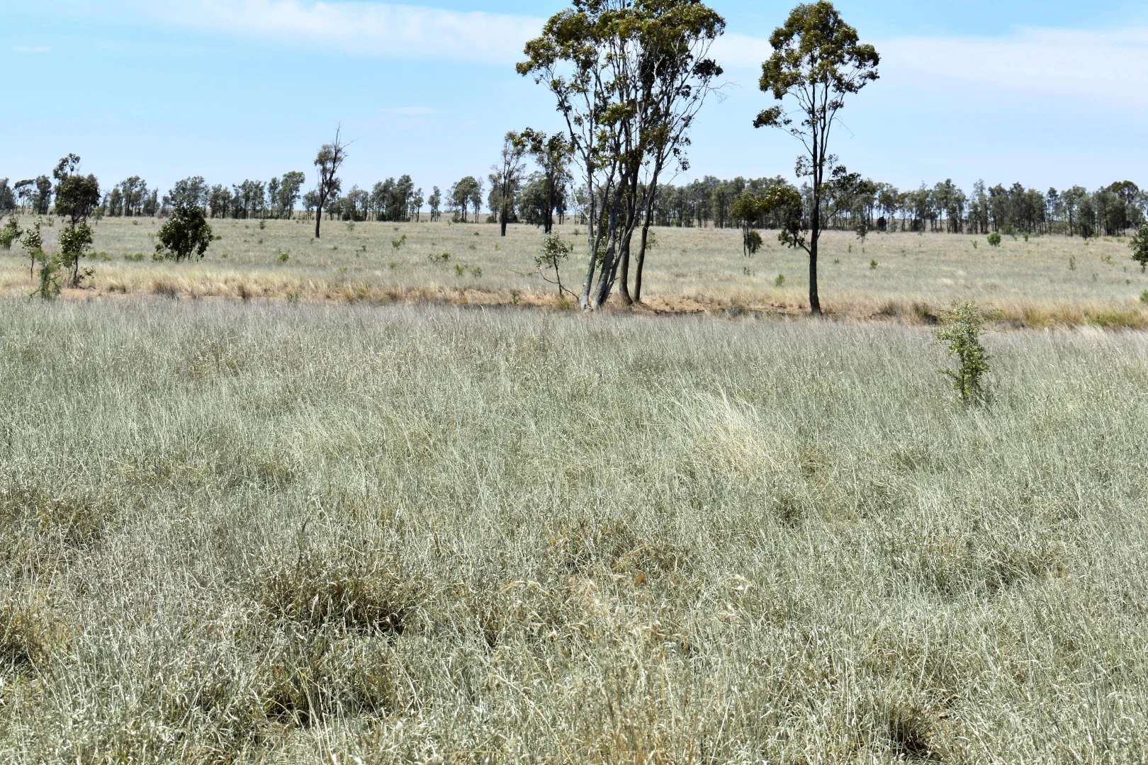 Additional image 11 of "Harms Block & Savannah", Mount Abundance QLD 4455