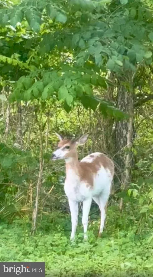Additional image 25 of 32524 Roxana Road, Frankford, DE 19945
