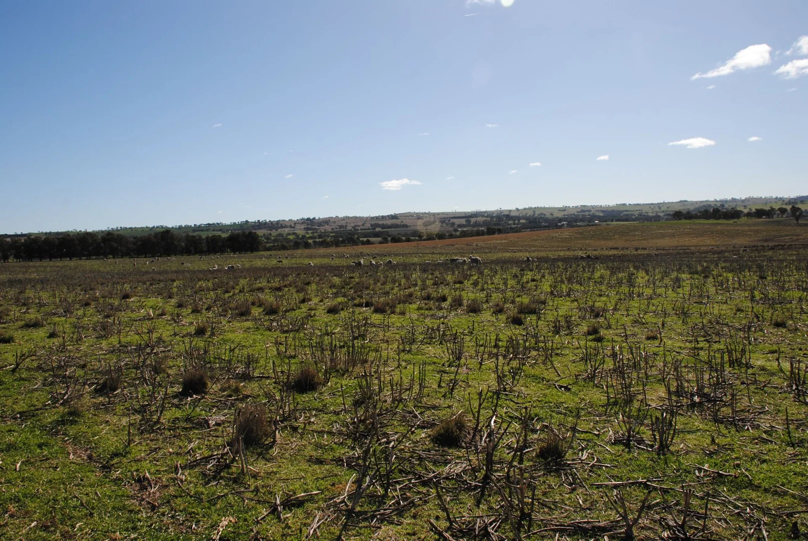 Additional image 24 of 443 Wirrimah Road,Bendick Murrell, Wirrimah NSW 2803