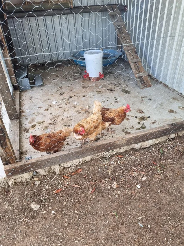 Additional image 14 of 426 Church, Hay NSW 2711