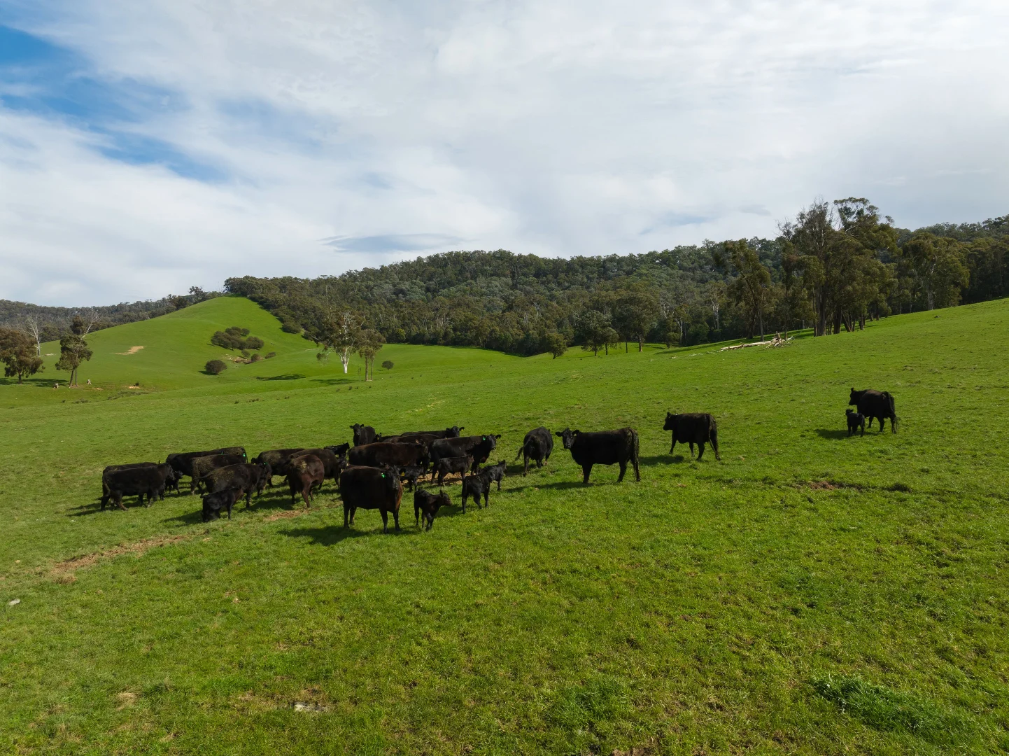 Additional image 12 of 101 Yellow Creek Road, Taggerty VIC 3714