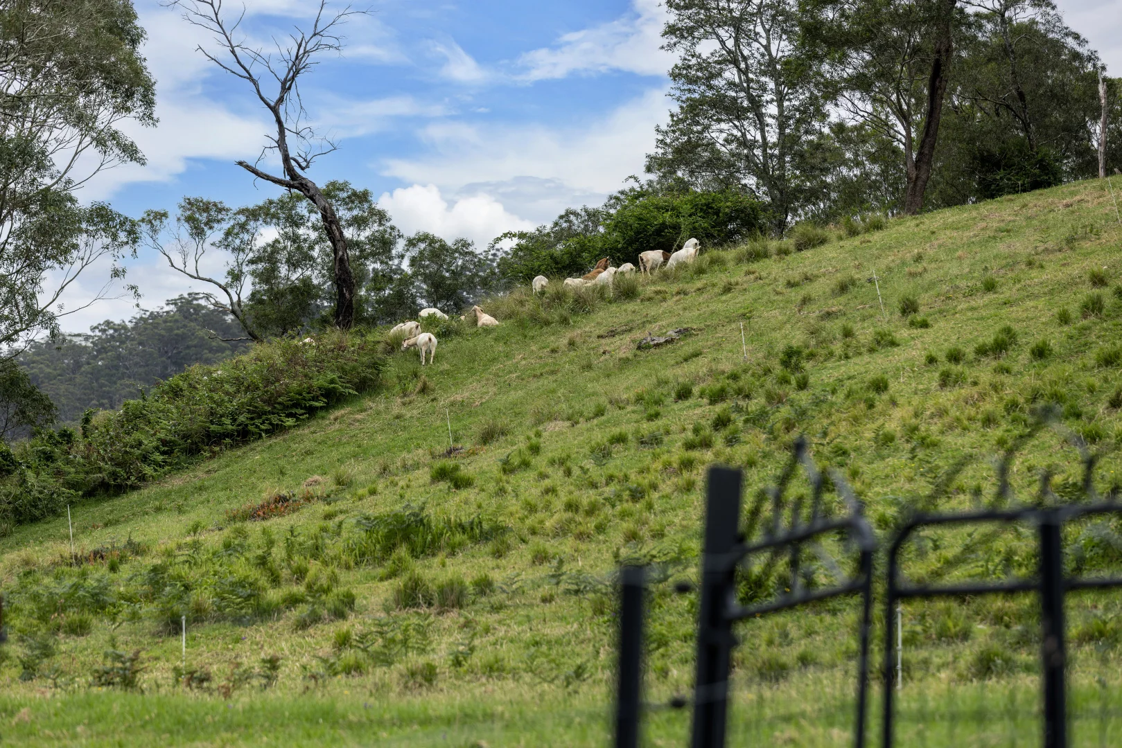 Additional image 34 of 120 Tullouch Road, Broughton Vale NSW 2535