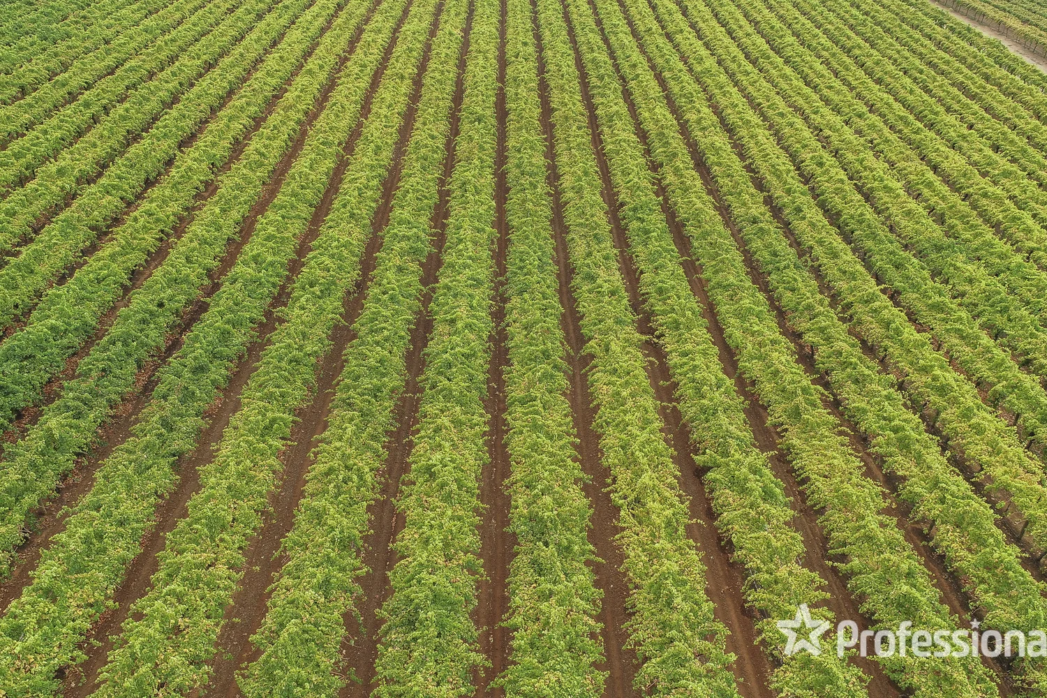 139 Paringi Road, Paringi Via, Monak NSW 2738