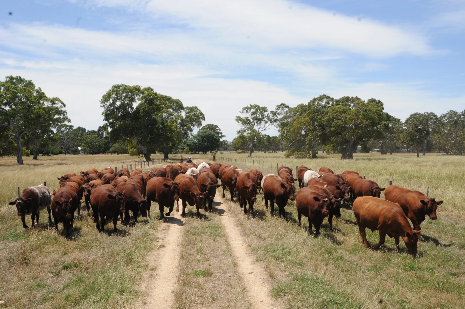 Additional image 5 of 344 Krongart Road, Penola SA 5277