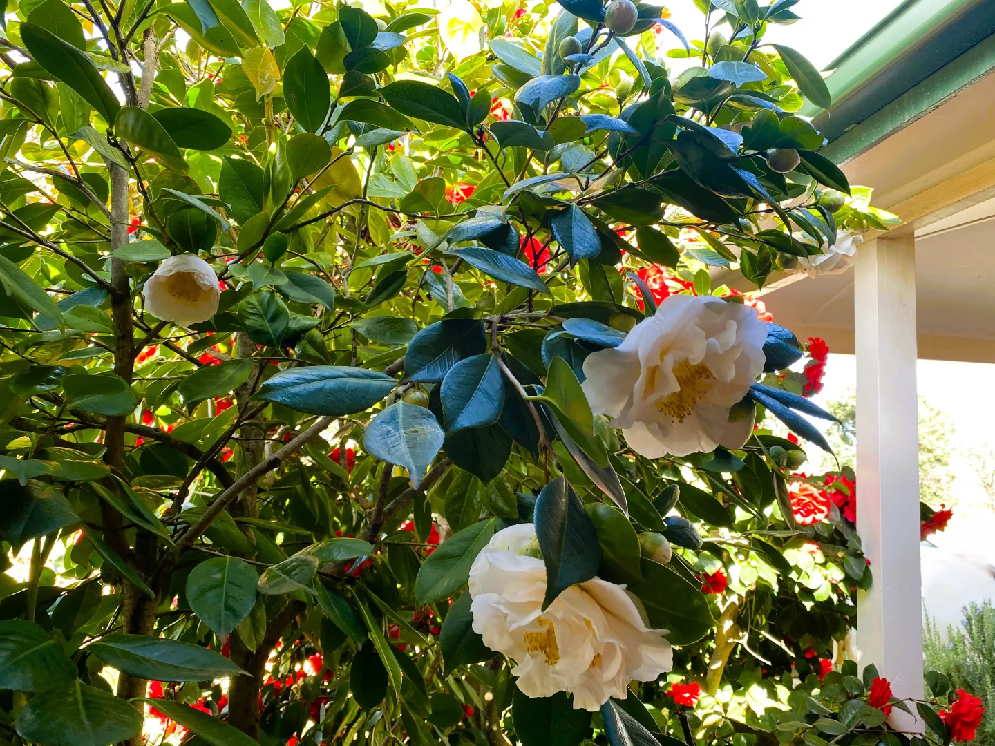 Additional image 19 of "Glenroy" 165 Bald Hills Road, Grenfell NSW 2810