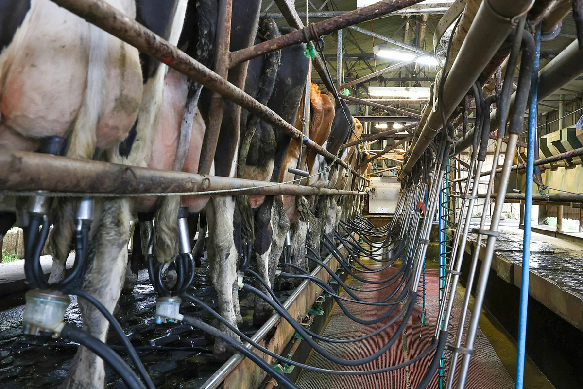 Additional image 14 of 470 Old Irrewillipe Road, Bungador VIC 3260