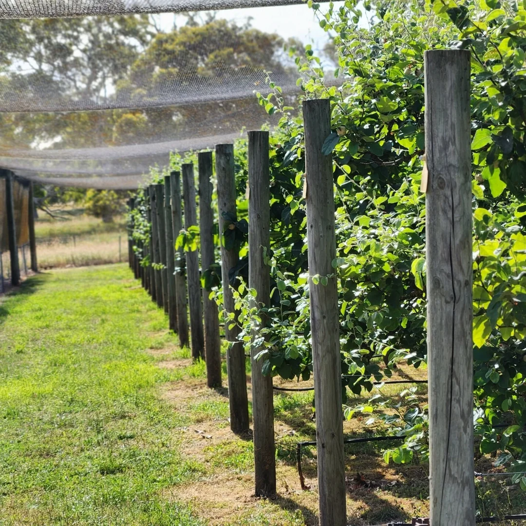 Additional image 21 of 344 Krongart Road, Penola SA 5277