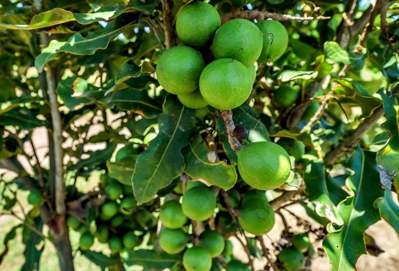 Additional image 31 of 396 Chatsworth Road, Chatsworth NSW 2469