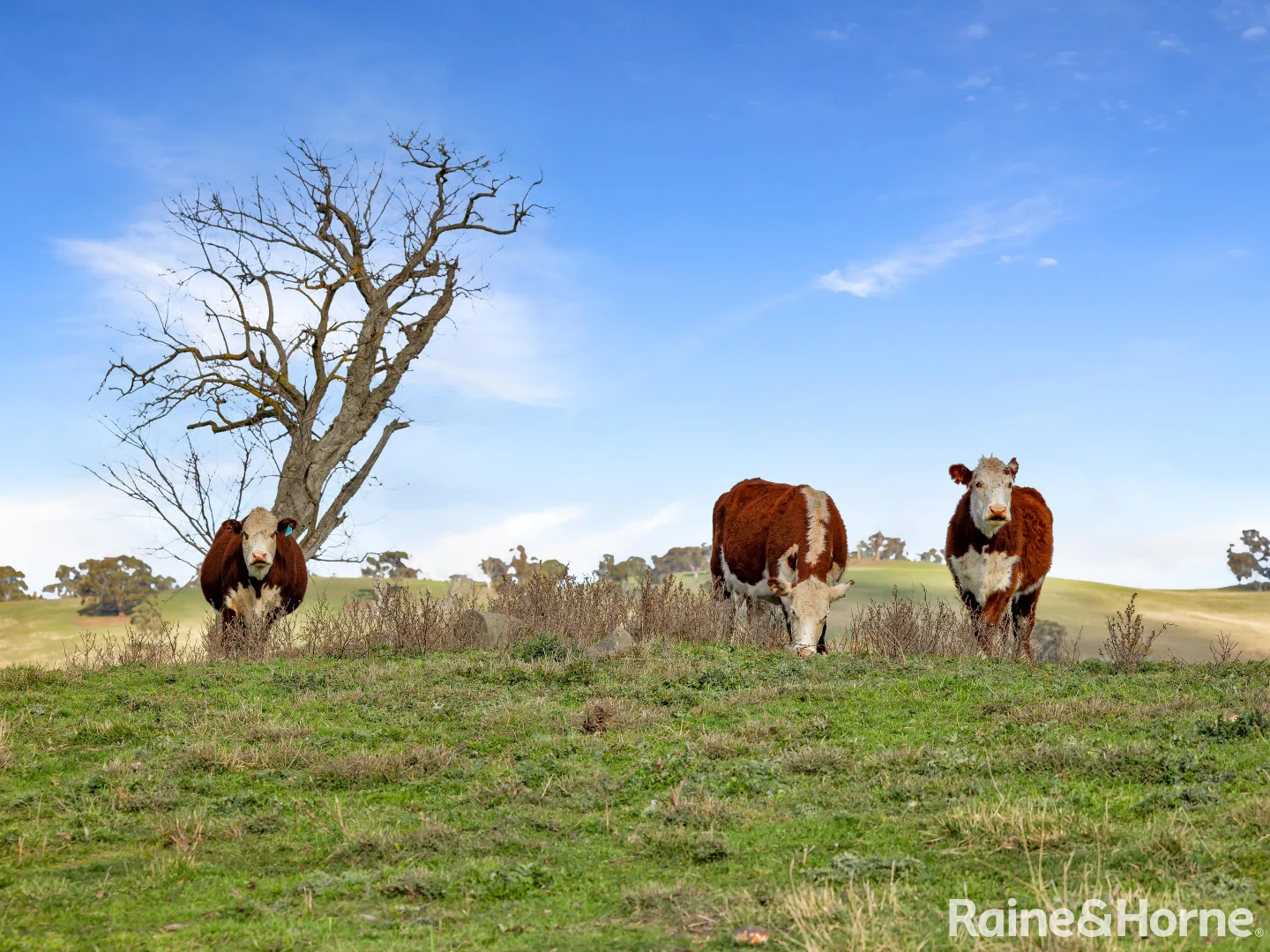 Additional image 30 of 374 Swallows Nest Road, Mount David NSW 2795