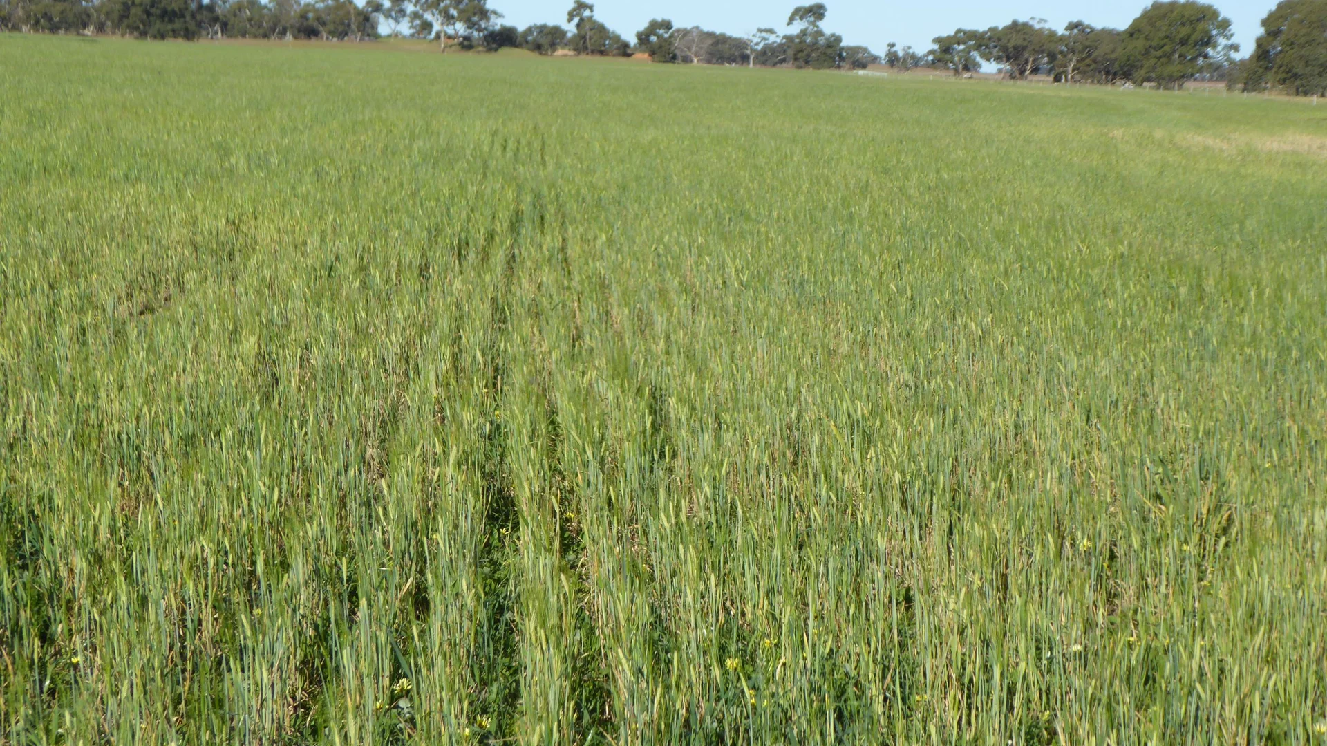 Additional image 3 of 10050 Ngarkat Highway, Bordertown SA 5268