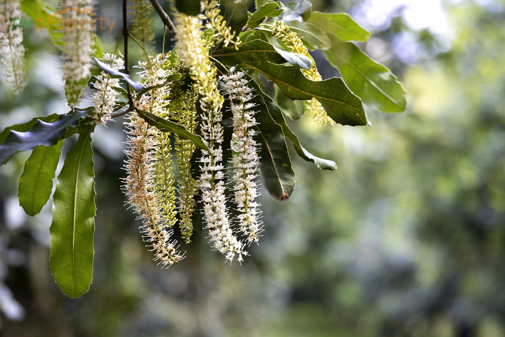 Additional image 8 of 31 Wesley Avenue, Donnellyville NSW 2447