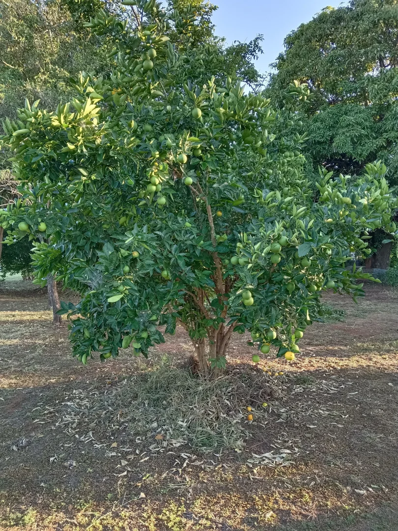 Additional image 26 of Torrens Creek QLD 4816