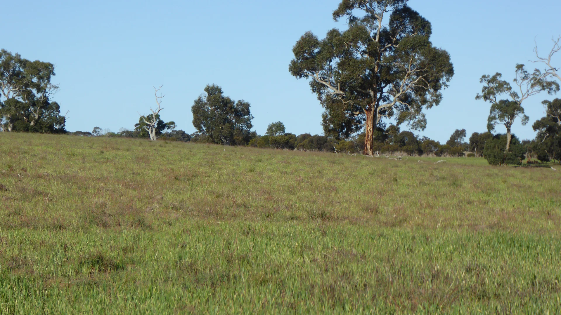 Additional image 10 of 10050 Ngarkat Highway, Bordertown SA 5268