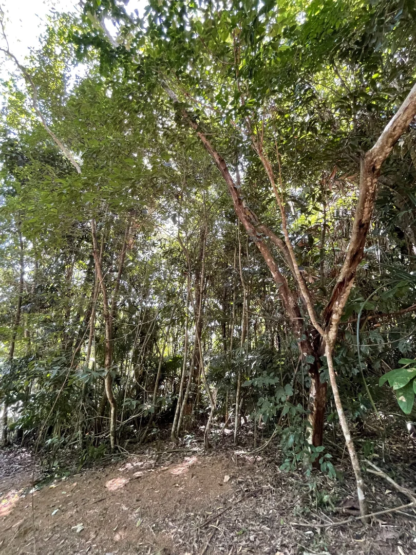 Additional image 9 of 36 Mission Cir, Wongaling Beach QLD 4852