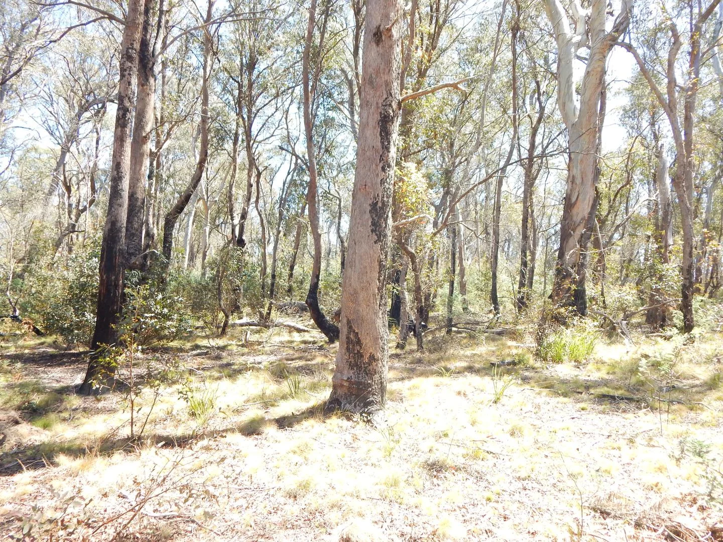 Additional image 8 of Lot 102 Badja Road, Countegany NSW 2630