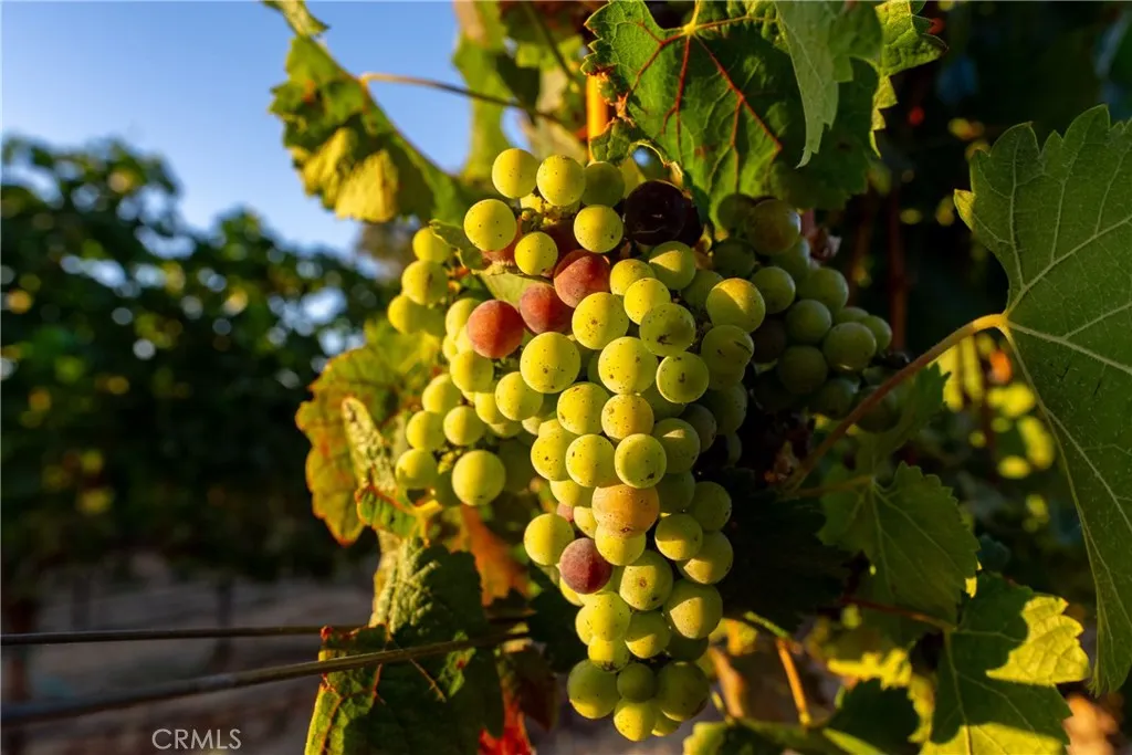 Additional image 77 of 2143 Buena Vista Avenue, Gilroy, CA 95020