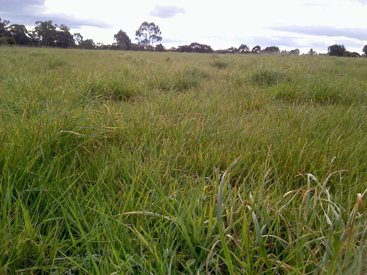 Additional image 2 of 8 Massimo Court, Maryborough VIC 3465