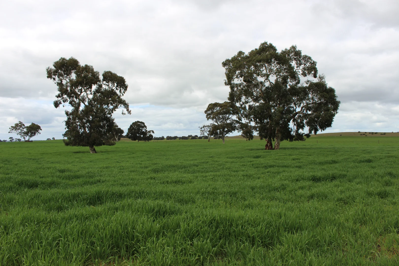 Additional image 22 of 9653 Dukes Highway, Tintinara SA 5266