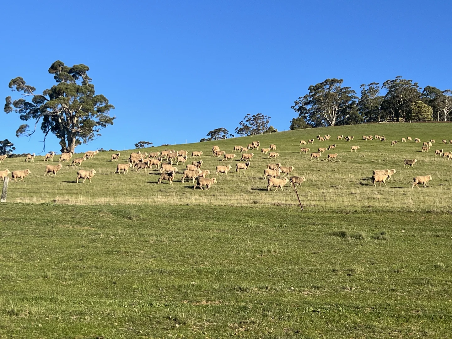 Additional image 12 of Lancefield-Pyalong Road, Goldie VIC 3435