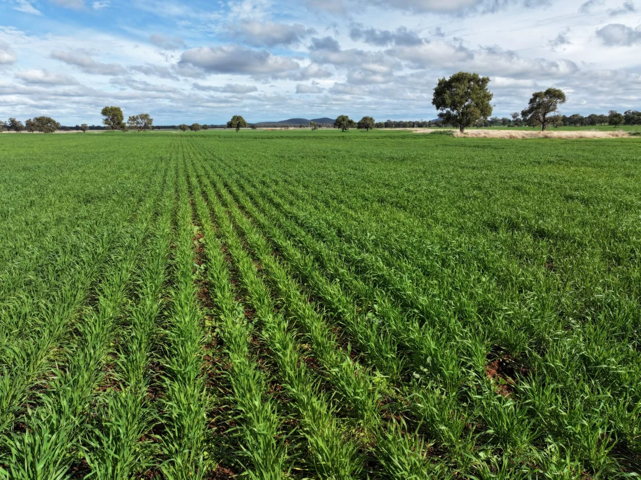 Additional image 5 of "Roseleigh" Roseleigh Road, Trundle NSW 2875