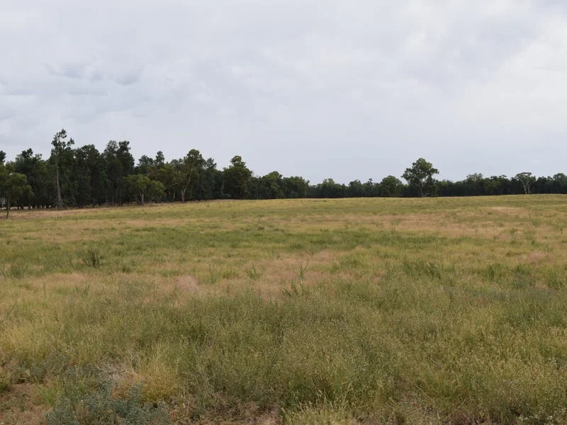 Primary image of ''sloane'' Dicks Plain Road, Mulwala NSW 2647