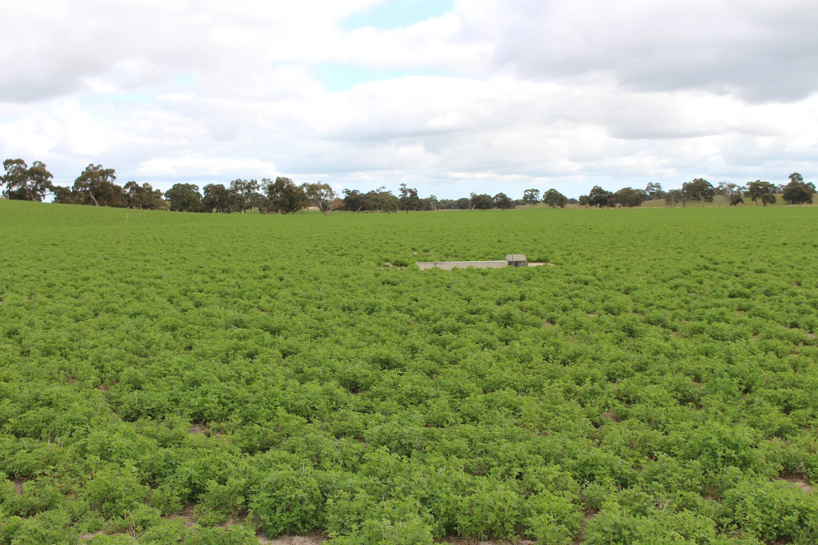 Additional image 21 of 9653 Dukes Highway, Tintinara SA 5266