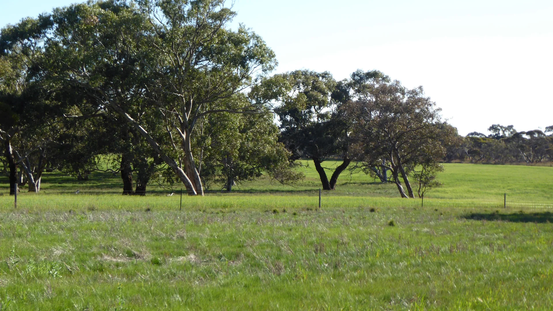 Additional image 15 of 10050 Ngarkat Highway, Bordertown SA 5268