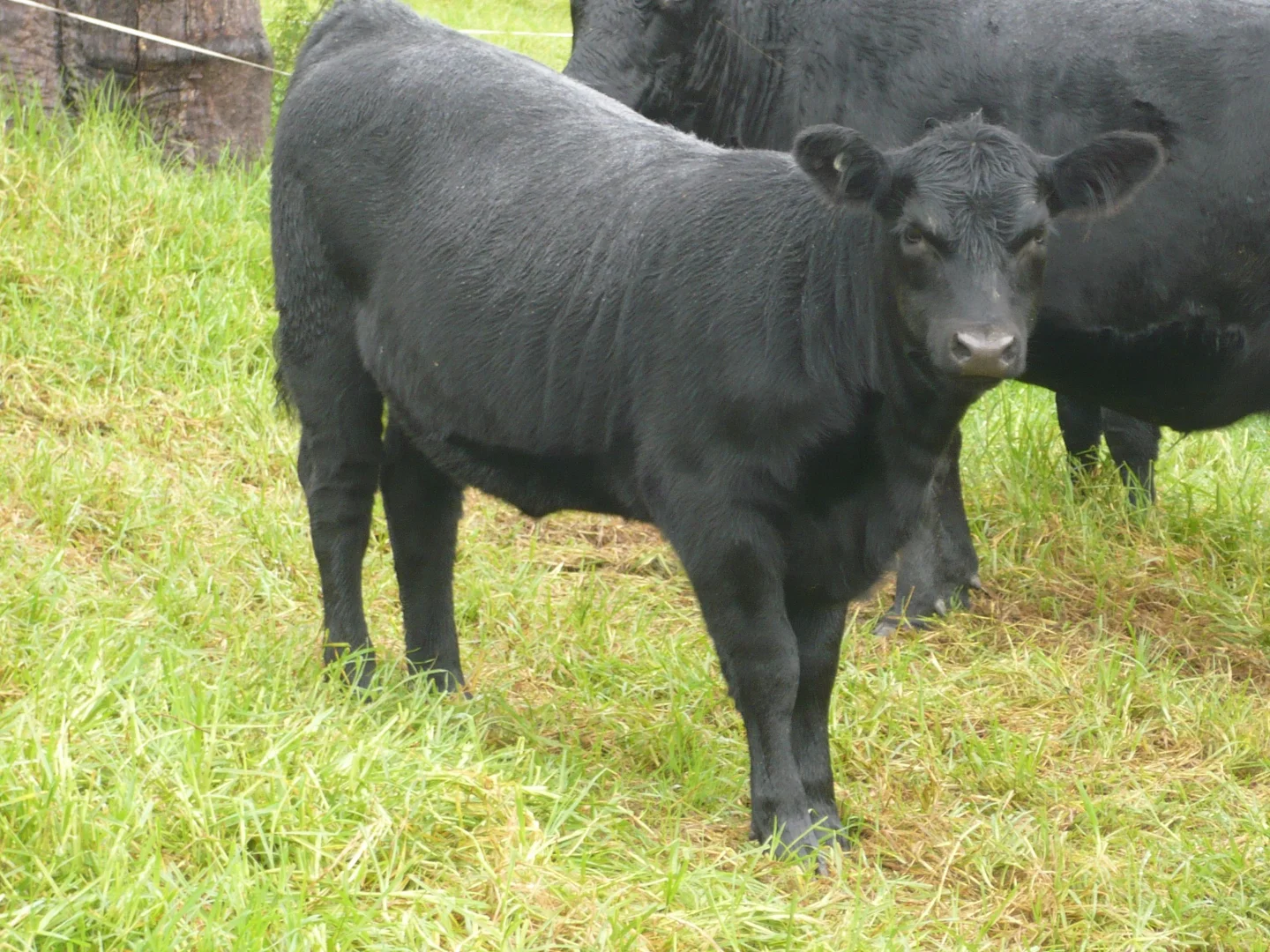 Additional image 29 of 222 WARRIGAL RANGE ROAD, Brogo NSW 2550