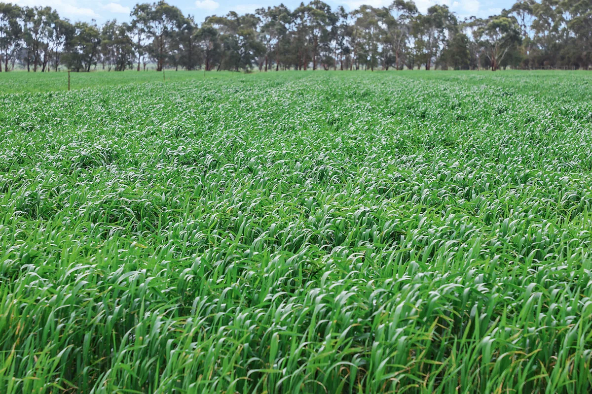 Additional image 2 of 470 Old Irrewillipe Road, Bungador VIC 3260