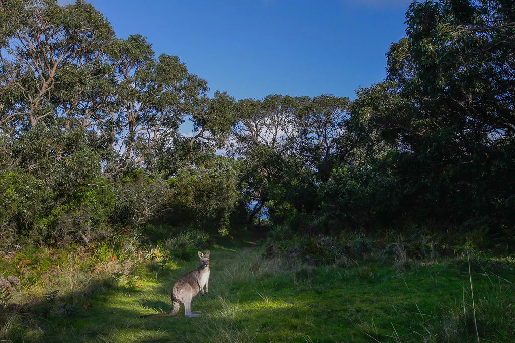 Additional image 22 of Level 41, 41A, 4/1010 Lighthouse Road, Cape Otway VIC 3233