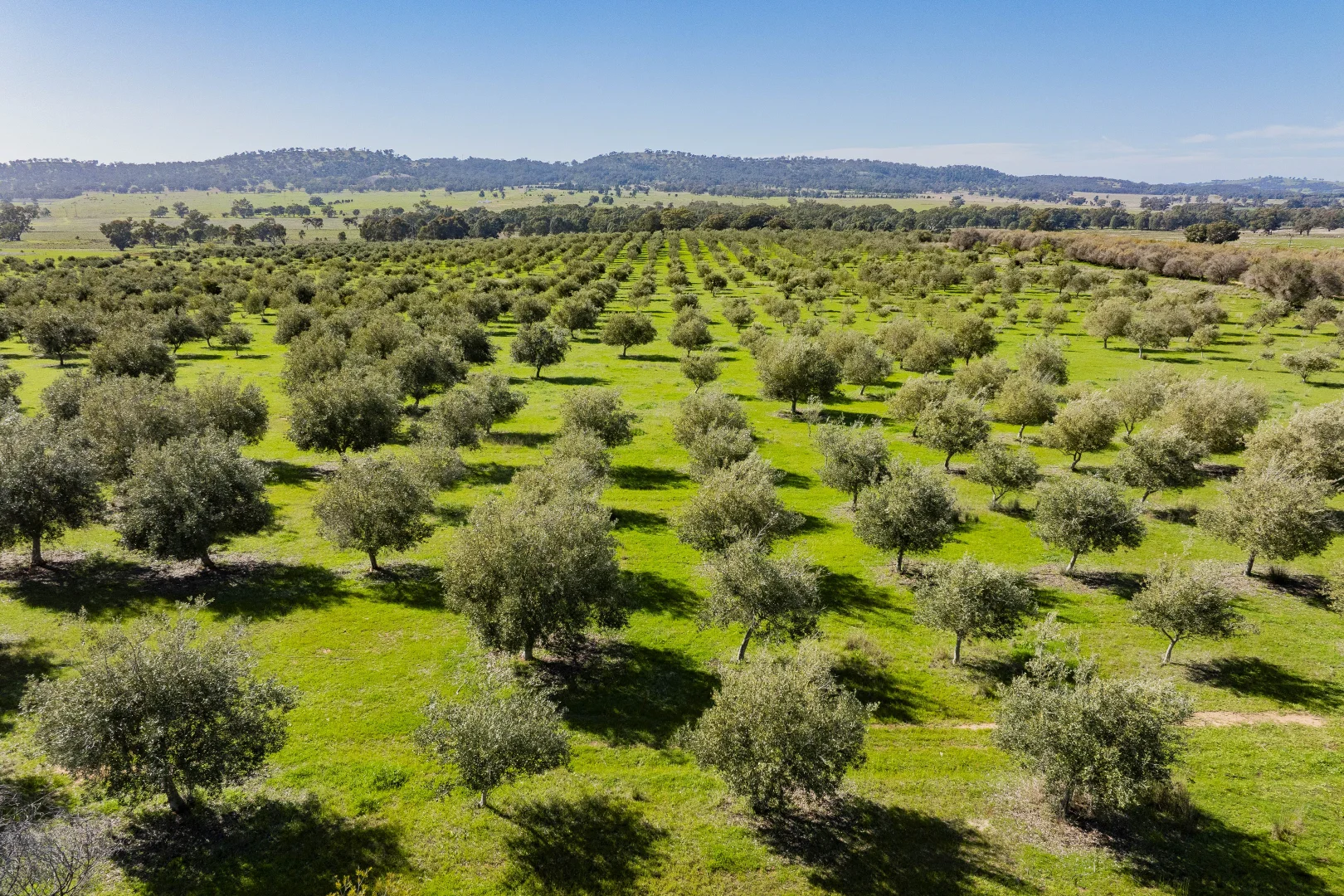 Additional image 54 of 277 Cloughs Road, Yarragundry NSW 2650