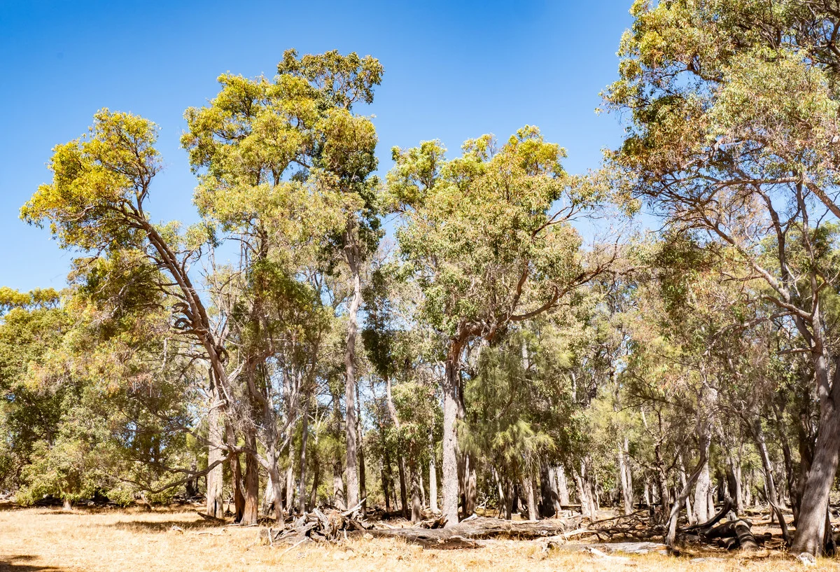 Additional image 23 of 1 Hopkins Road, Chapman Hill WA 6280