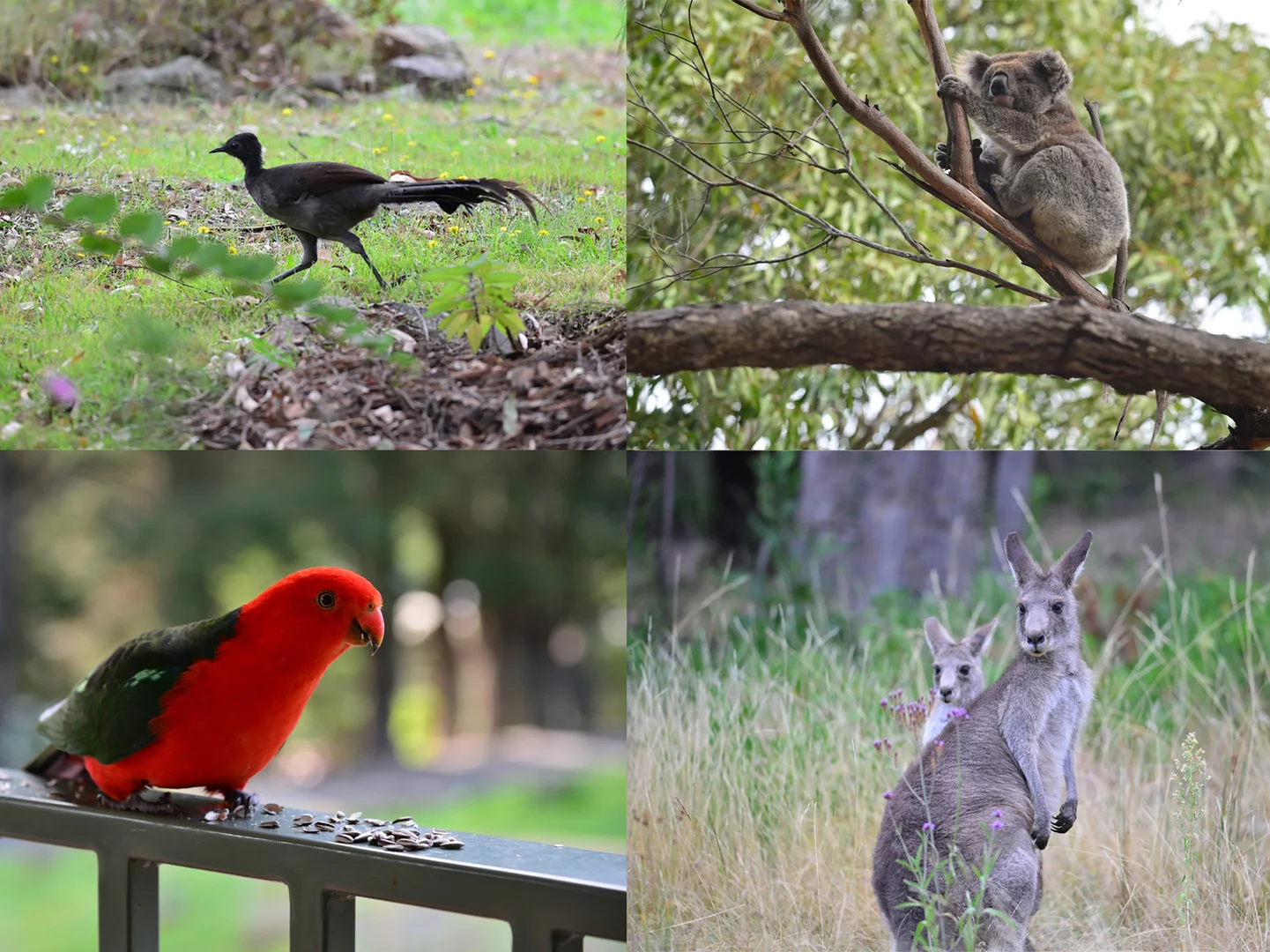 Additional image 18 of 9 Mattsson Street, Gipsy Point VIC 3891