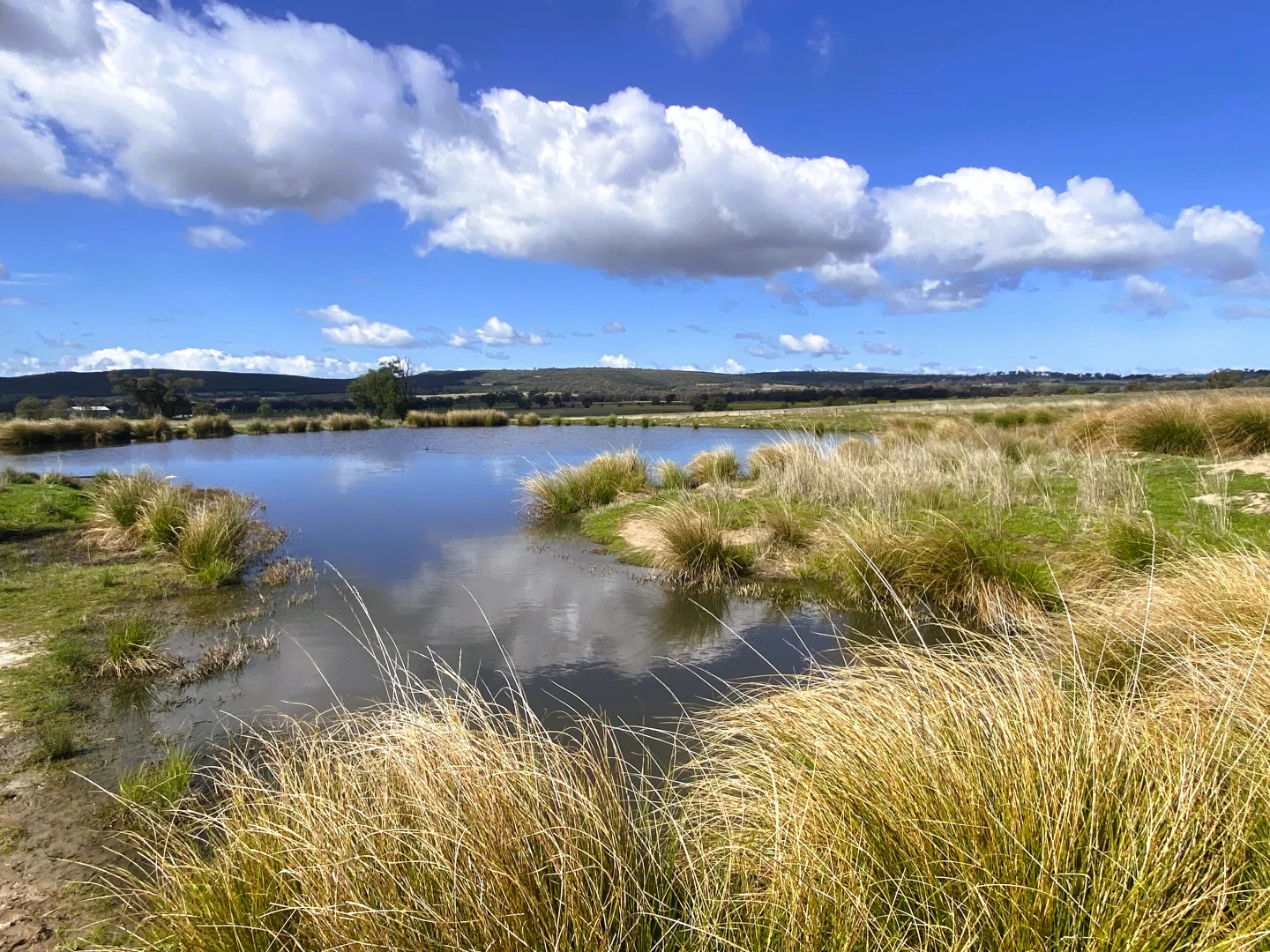 Additional image 11 of "Glenroy" 165 Bald Hills Road, Grenfell NSW 2810