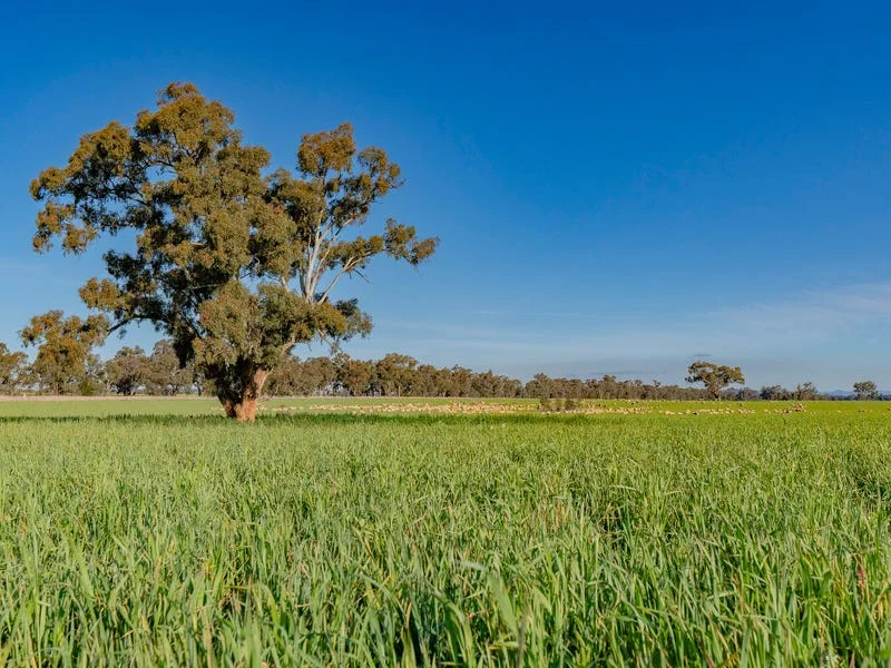 Additional image 2 of Upside Farm, 104 Flowerdale Road, Wagga Wagga NSW 2650
