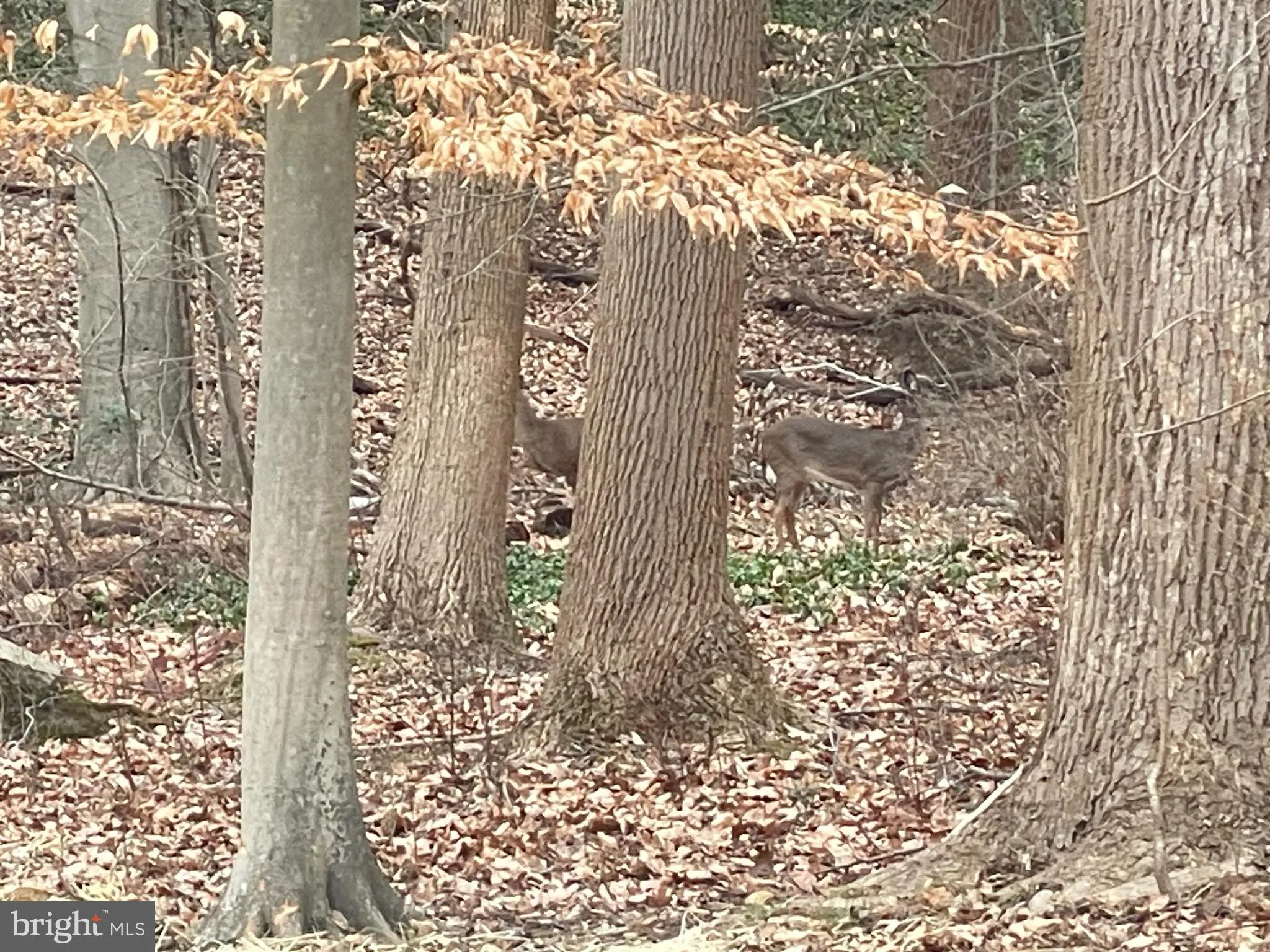 Additional image 67 of 43 The Horseshoe, Newark, DE 19711