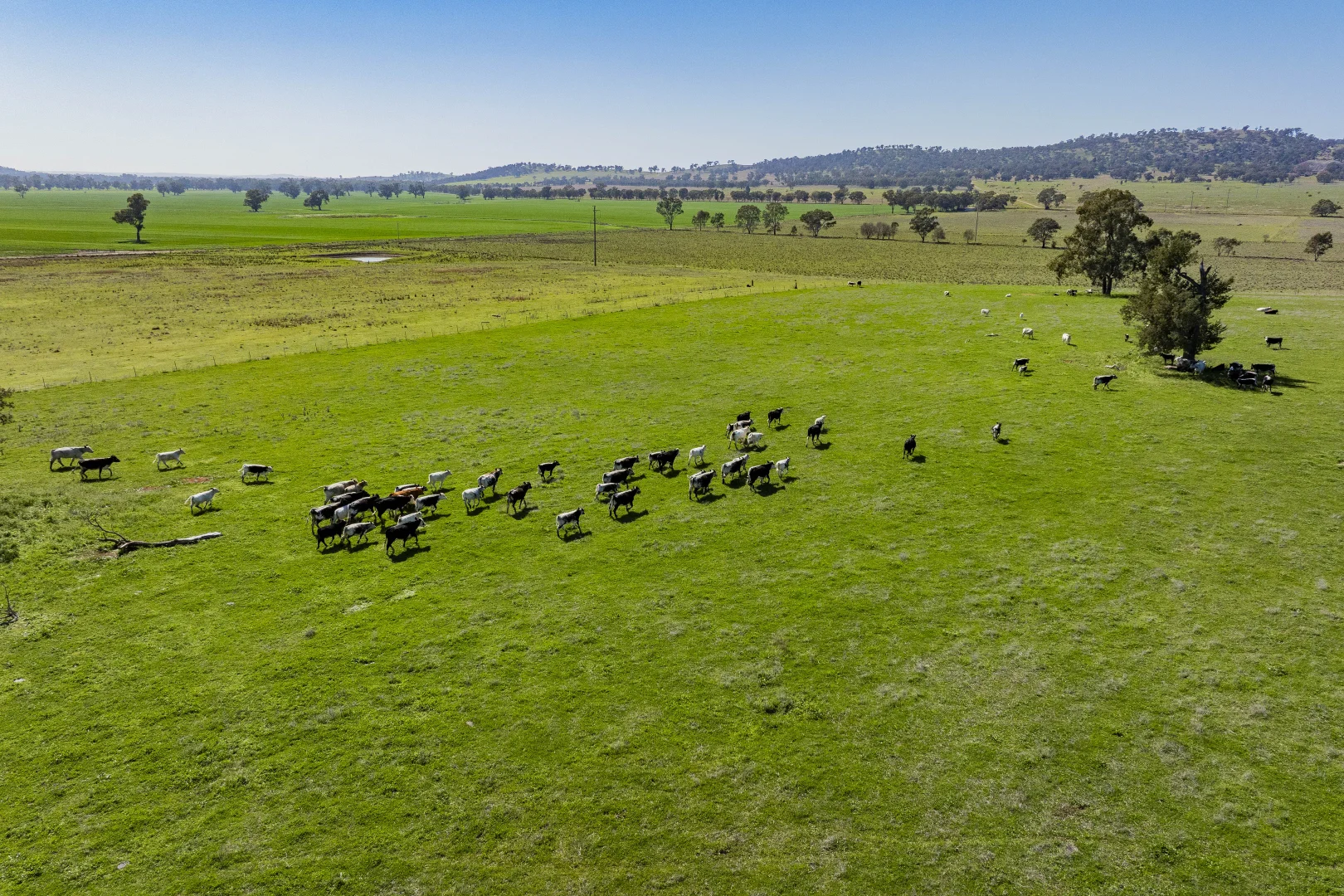 Additional image 87 of 277 Cloughs Road, Yarragundry NSW 2650