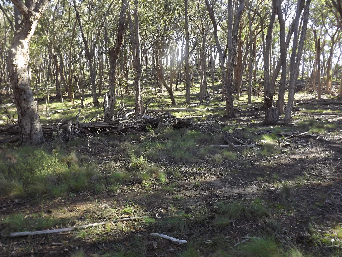 Additional image 5 of 1527 New England Highway, Dundee NSW 2370