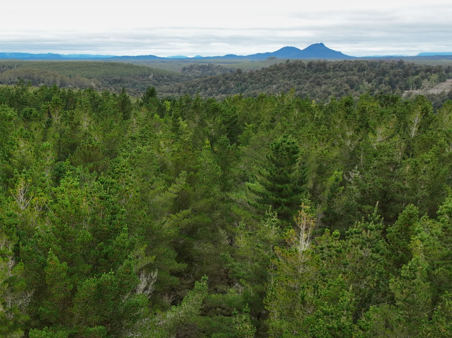 Additional image 6 of Murchison Highway, Parrawe TAS 7321