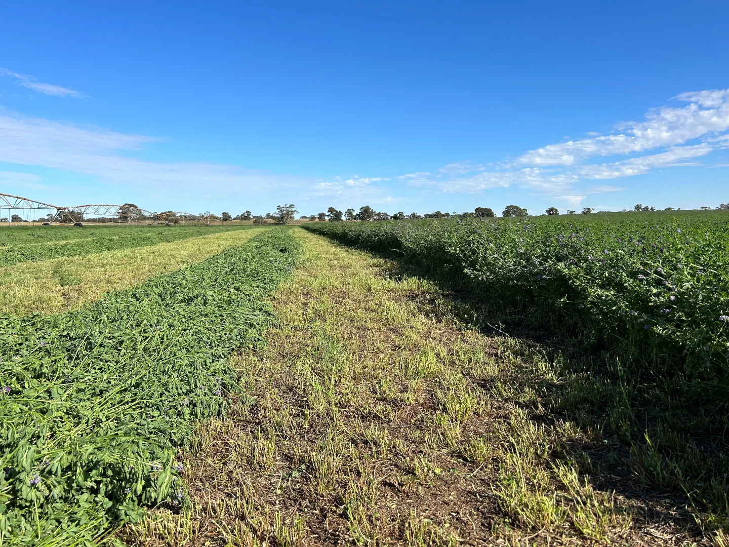 Additional image 3 of 9653 Dukes Highway, Tintinara SA 5266