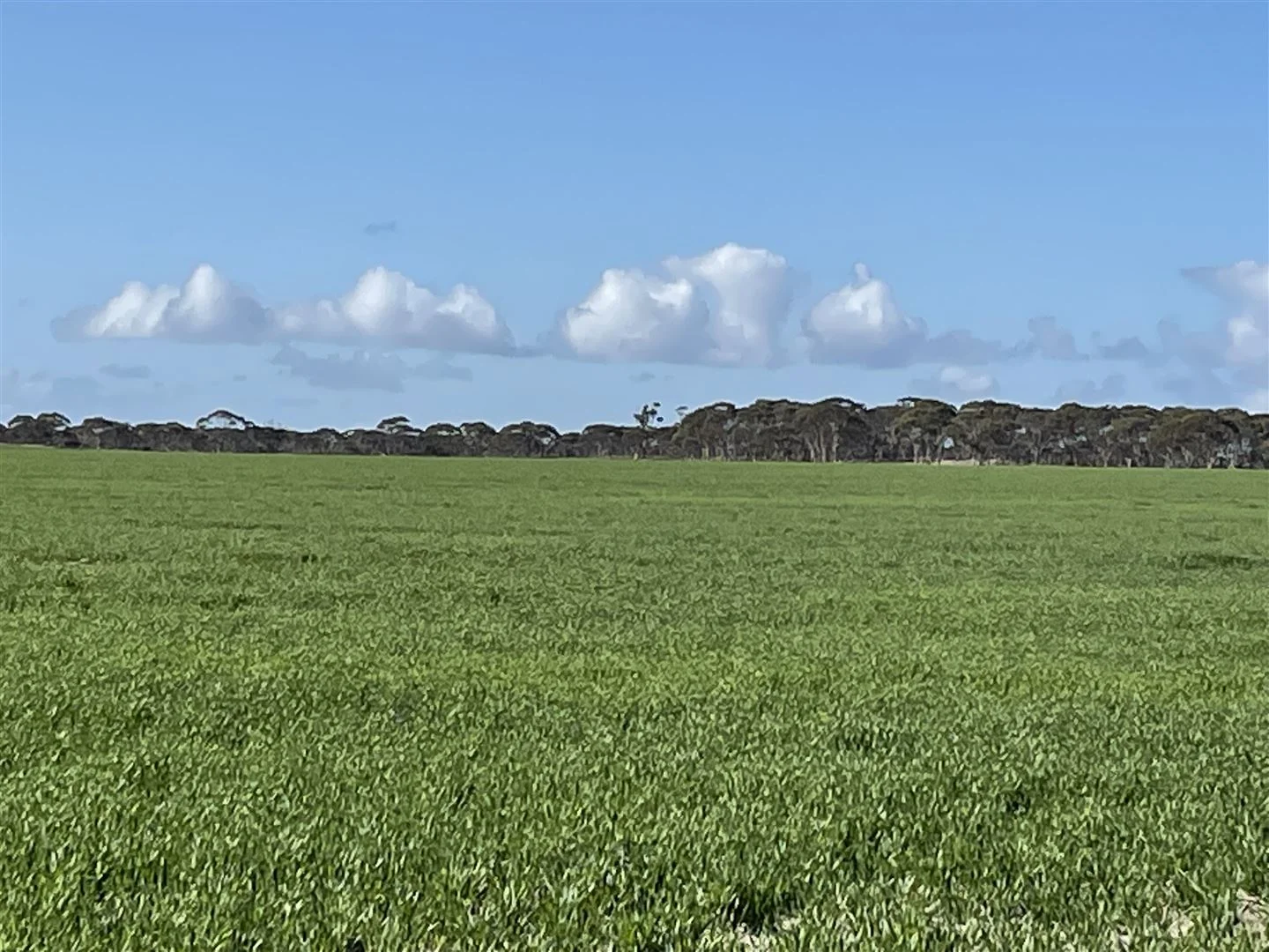 Additional image 3 of 726 Lake Bryde Road, Pingrup WA 6343