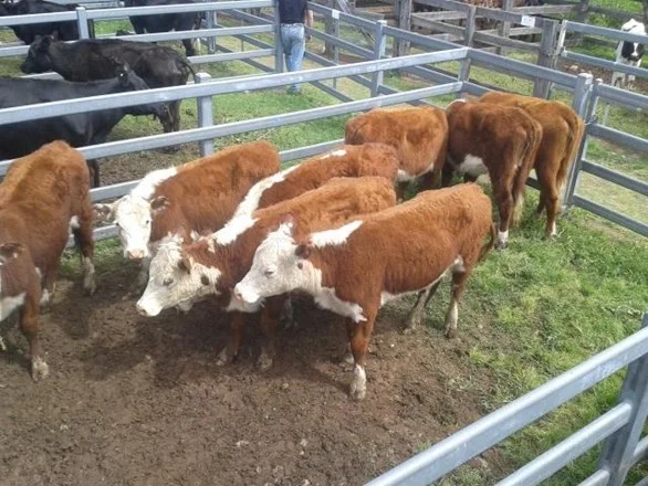 Additional image 3 of 23 Martindale Street, Denman NSW 2328